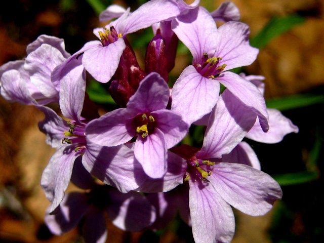 Image of Cardamine trifida specimen.
