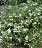 Deutzia × carnea. Цветущее растение. Германия, г. Кемпен, в культуре. 17.06.2012.
