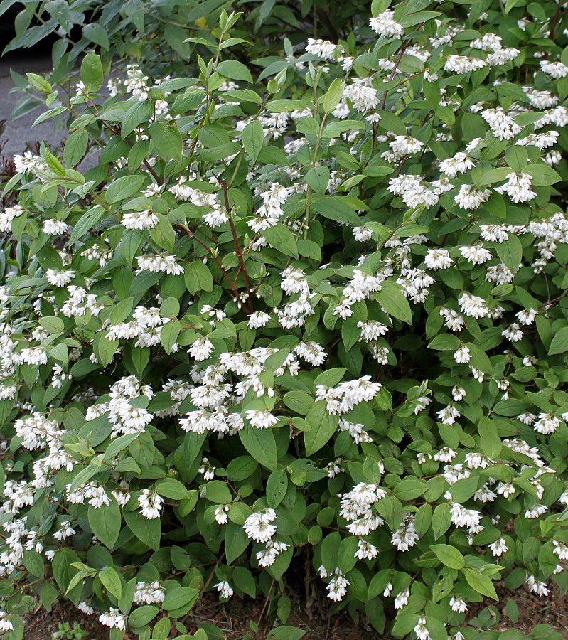 Изображение особи Deutzia × carnea.