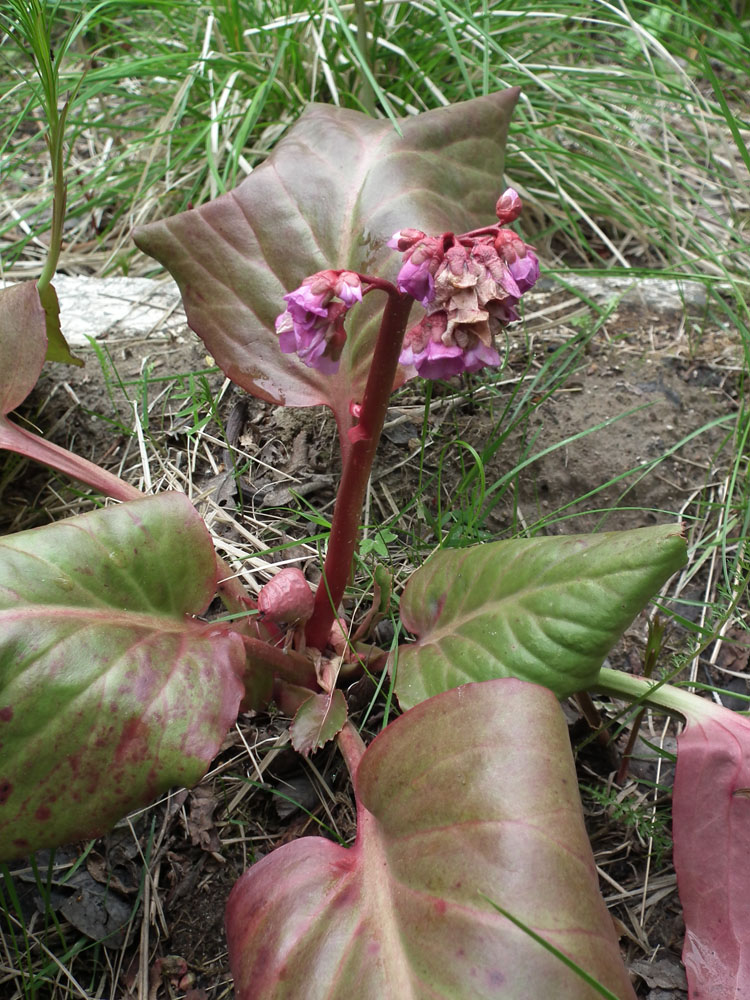 Image of Bergenia crassifolia specimen.