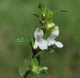 Image of taxon representative. Author is Роланд Цандекидис