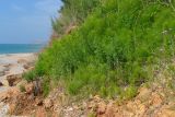 Equisetum telmateia. Заросли на глинистом обрыве, вблизи моря. Крым, Севастополь, Нахимовский р-н, окр. с. Орловка. 20 июня 2012 г.