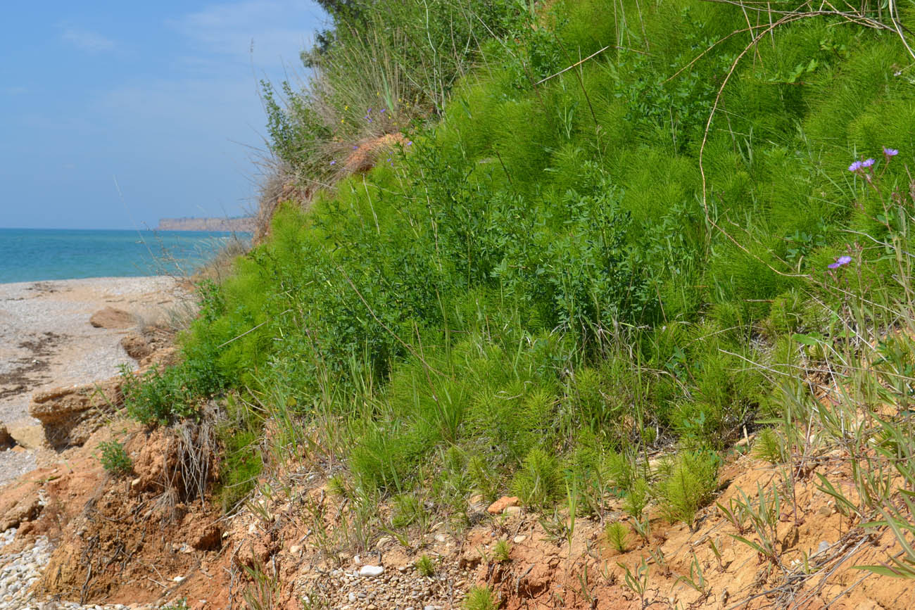 Изображение особи Equisetum telmateia.