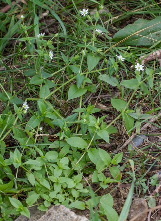 Изображение особи Myosoton aquaticum.