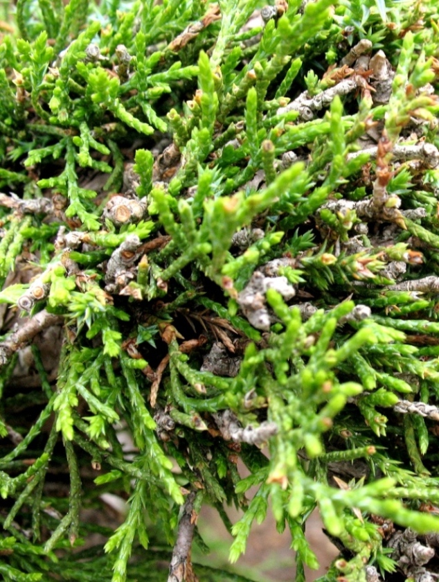 Изображение особи Juniperus seravschanica.