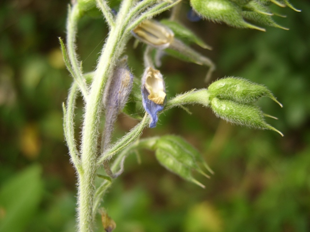 Image of Delphinium uralense specimen.