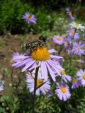 род Aster