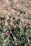 genus Astragalus