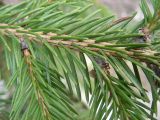 Picea abies