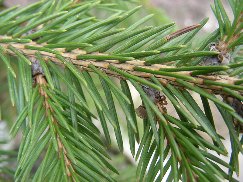 Image of Picea abies specimen.
