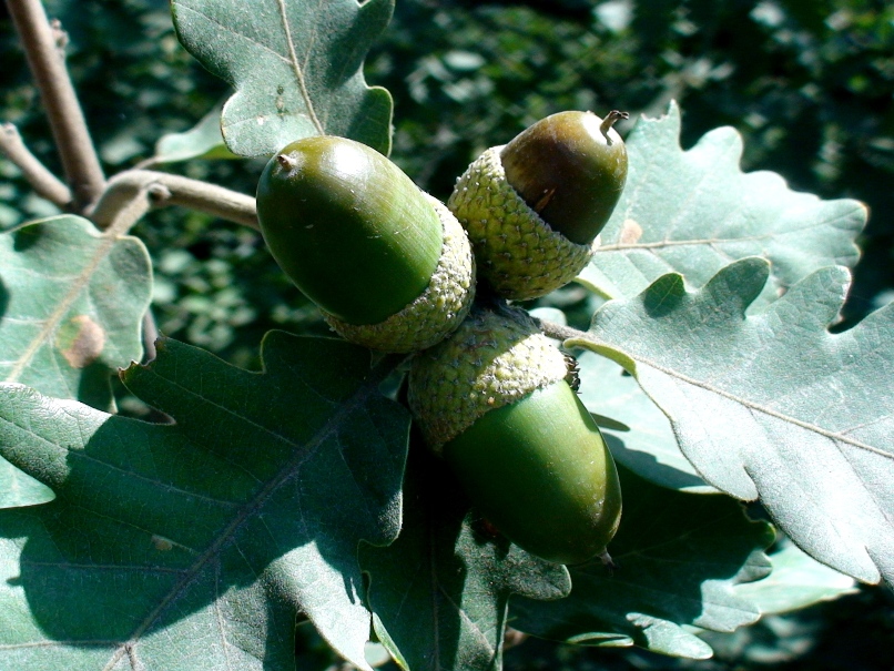 Image of Quercus macranthera specimen.