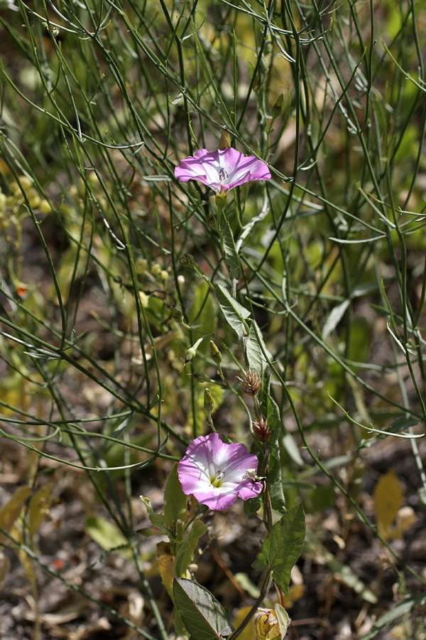 Image of Convolvulus arvensis specimen.
