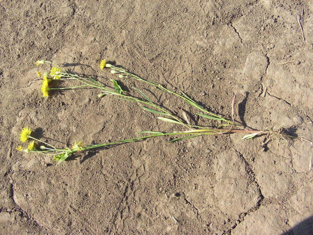 Изображение особи Crepis tectorum.