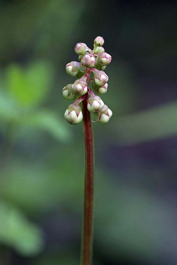 Изображение особи Pyrola minor.