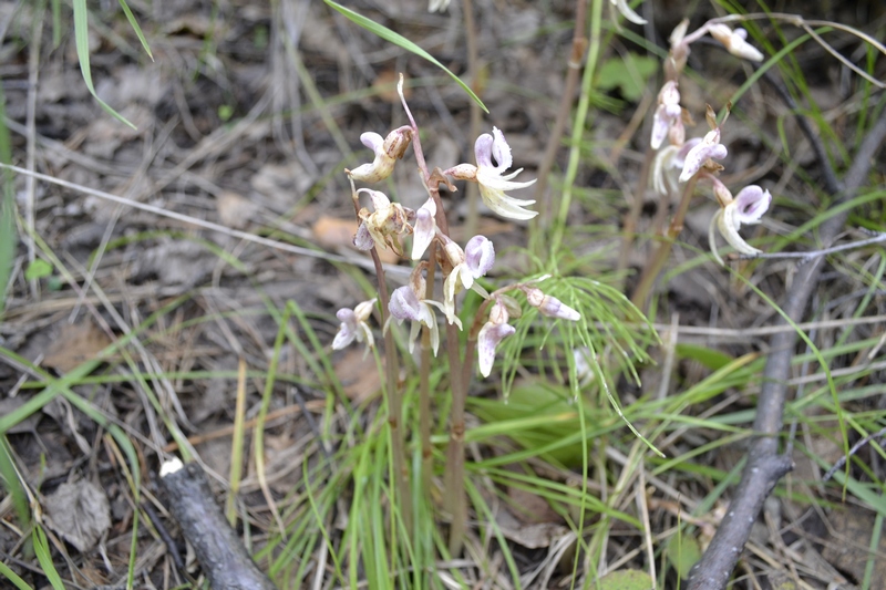 Image of Epipogium aphyllum specimen.