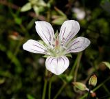 Geranium sieboldii. Цветок. Приморский край, Спасский р-н, окр. с. Хвалынка. 24.08.2012.