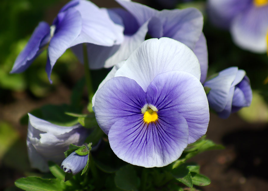 Image of Viola wittrockiana specimen.