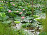 Nelumbo komarovii