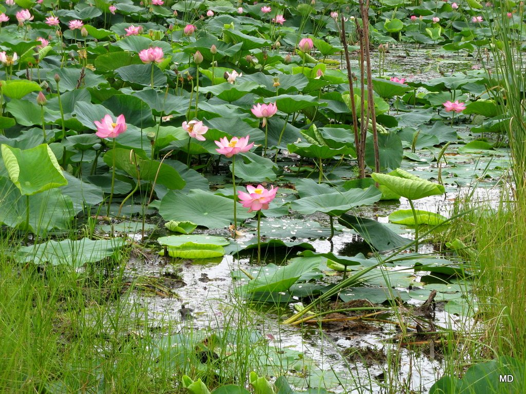 Изображение особи Nelumbo komarovii.