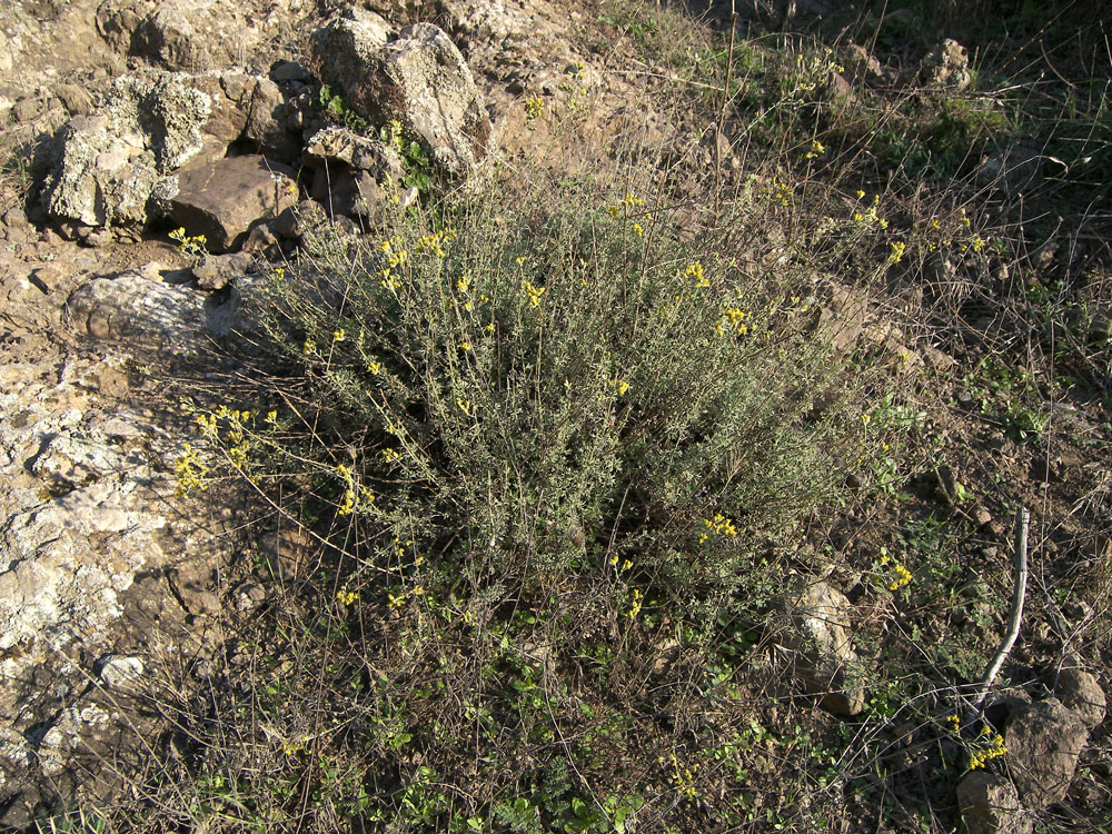 Image of Artemisia incana specimen.