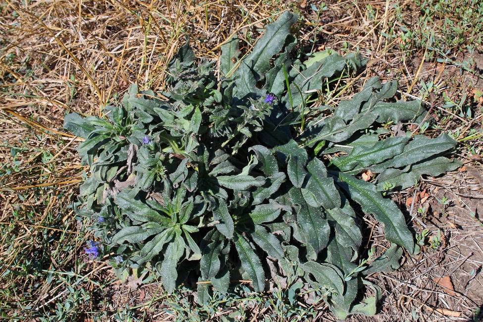 Image of Echium vulgare specimen.