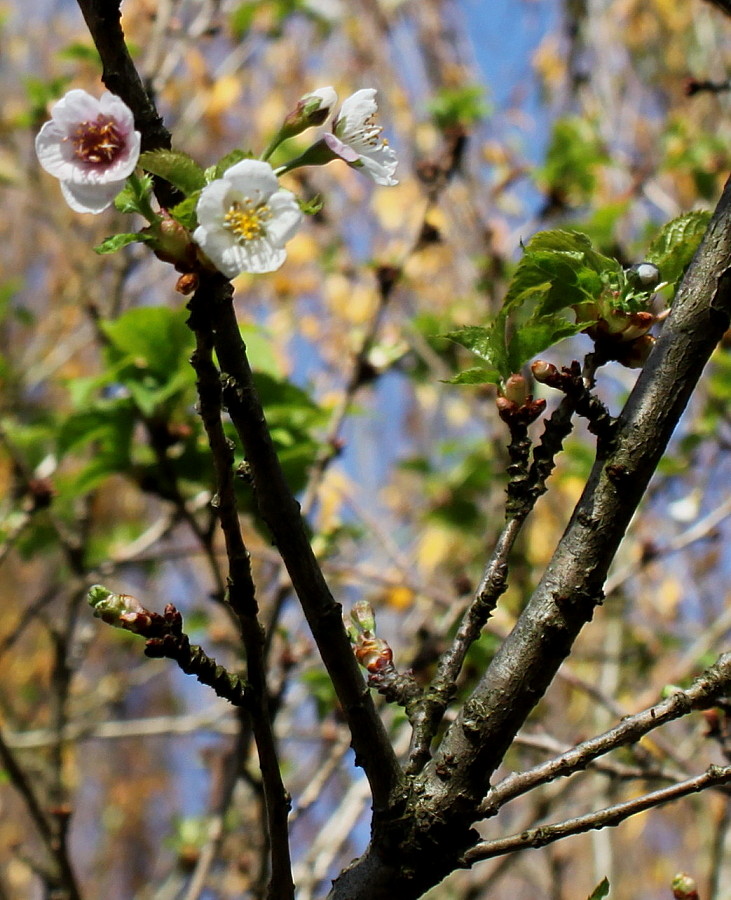 Изображение особи Prunus umbellata.