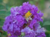 Lagerstroemia indica. Верхушка соцветия. Узбекистан, г. Ташкент, пос. Улугбек. 27.06.2011.