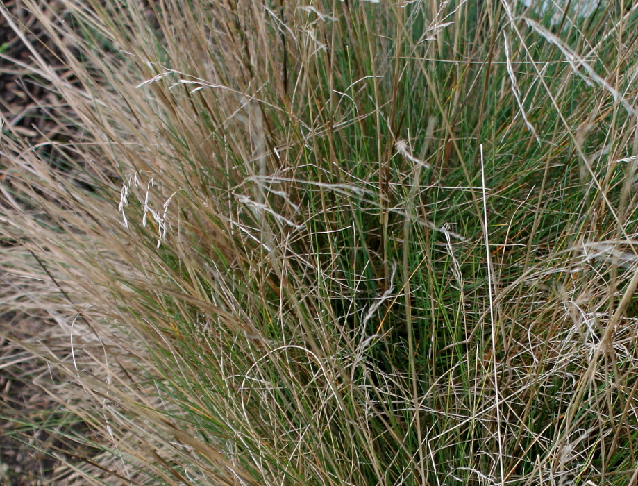 Изображение особи Festuca amethystina.