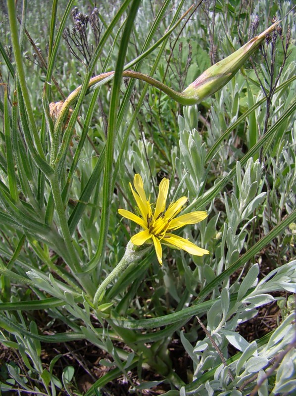 Изображение особи Scorzonera mollis.