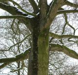 Magnolia kobus. Часть ствола и скелетные ветви взрослого дерева. Германия, г. Кемпен, в парке. 18.01.2013.