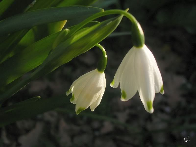 Image of Leucojum aestivum specimen.