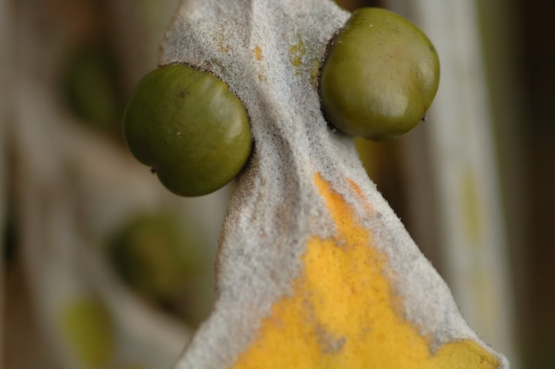 Image of Cycas circinalis specimen.