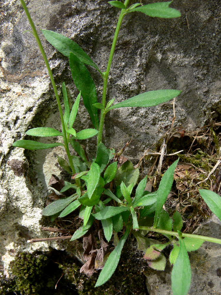 Изображение особи Erigeron karvinskianus.