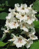 Catalpa bignonioides