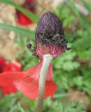 Anemone coronaria. Отцветший цветок с завязью плода. Израиль, Северный Негев, лес Лаав. 25.02.2013.