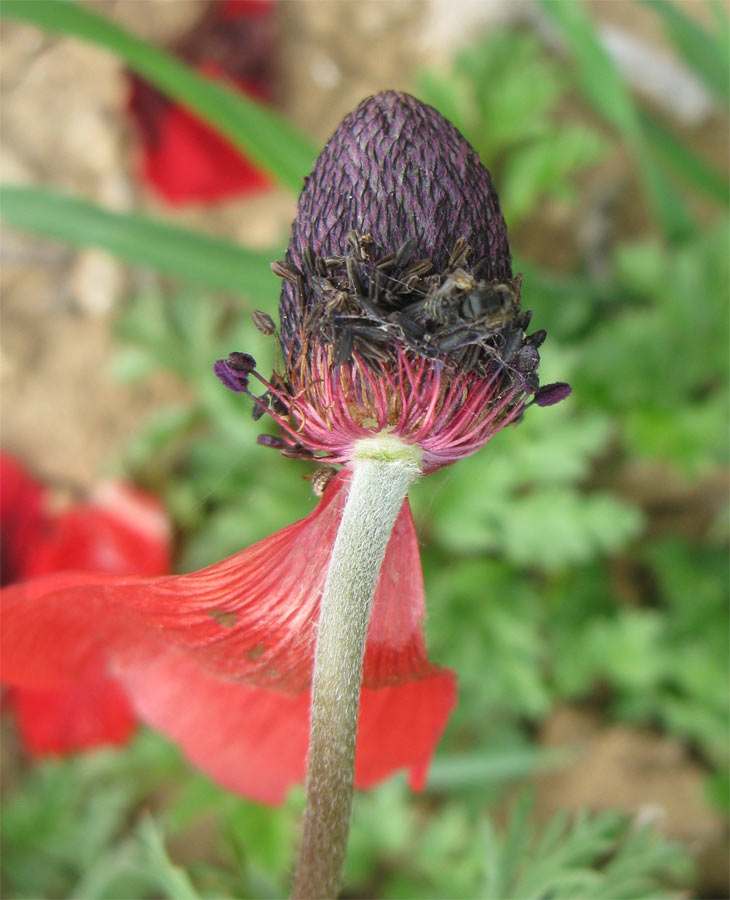 Изображение особи Anemone coronaria.