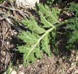 Phlomoides laciniata