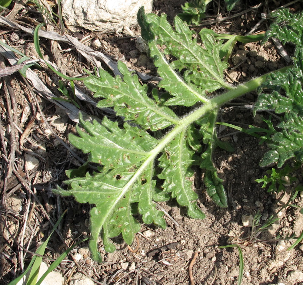 Image of Phlomoides laciniata specimen.