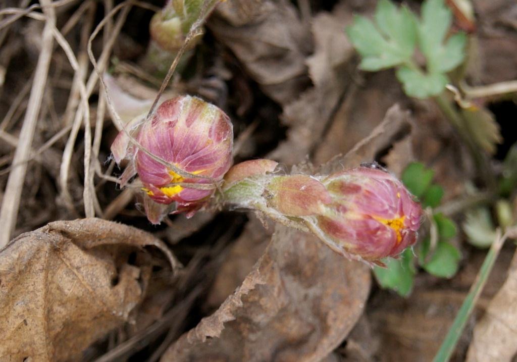 Изображение особи Tussilago farfara.