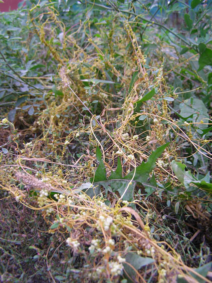 Изображение особи Cuscuta cesatiana.