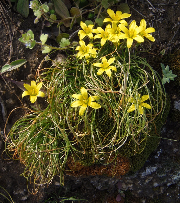 Image of Gagea bulbifera specimen.
