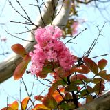 Lagerstroemia indica. Ветка с соцветием. Хорватия, Истрия, г. Пореч, у рынка на набережной. 06.09.2012.