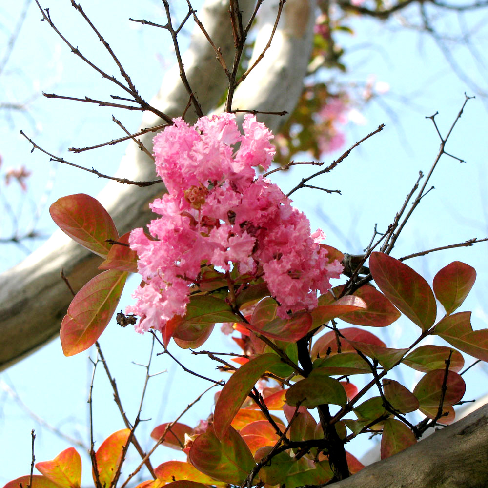 Image of Lagerstroemia indica specimen.