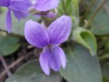 Viola hirta