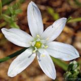 Ornithogalum kochii