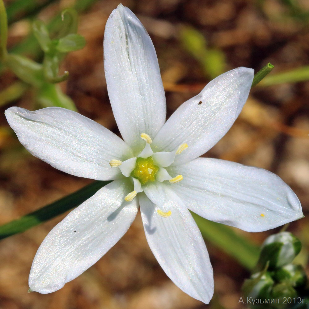 Изображение особи Ornithogalum kochii.