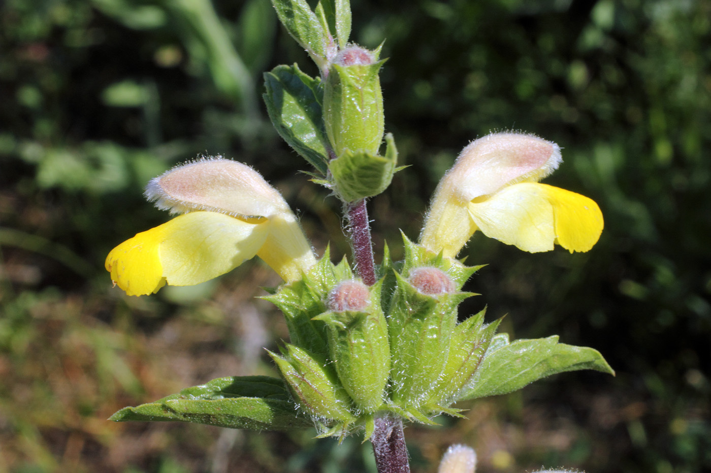 Image of Phlomoides labiosa specimen.