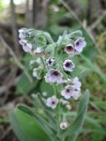 Cynoglossum creticum