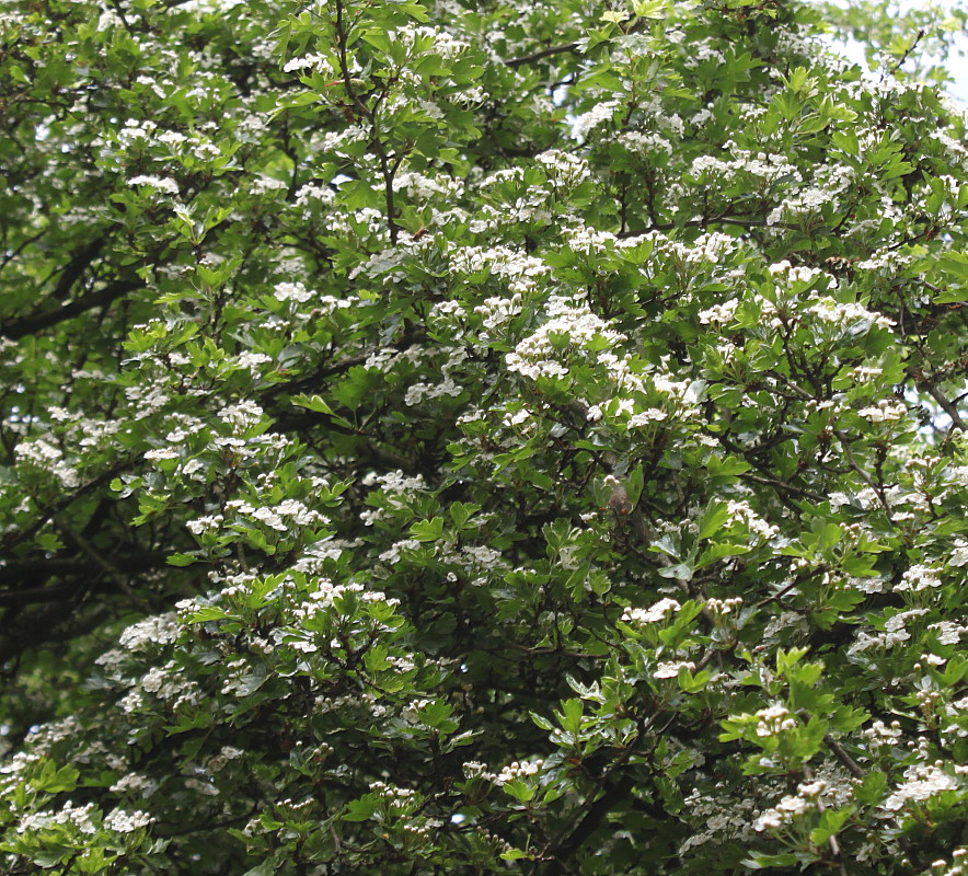Image of Crataegus monogyna specimen.