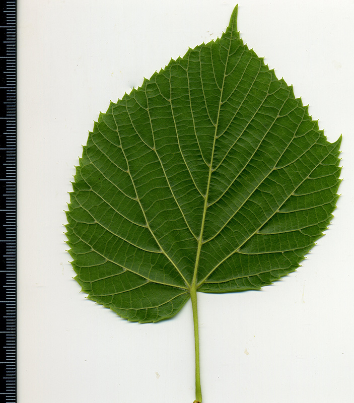 Image of Tilia cordifolia specimen.